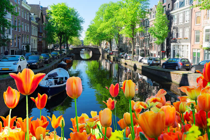 Tulips and Amsterdam canal
