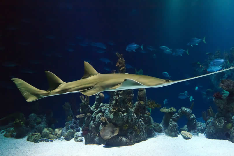 Shark in Dubai Aquarium