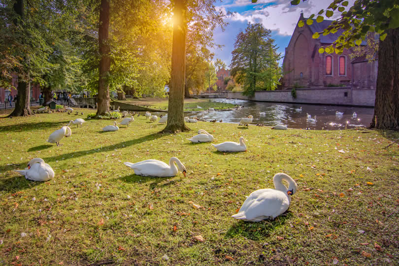 Bruges Minnewaterpark Swans
