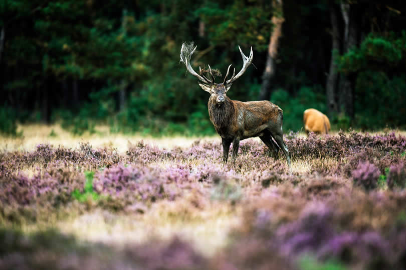 Deer in National Park Hoge Veluwe