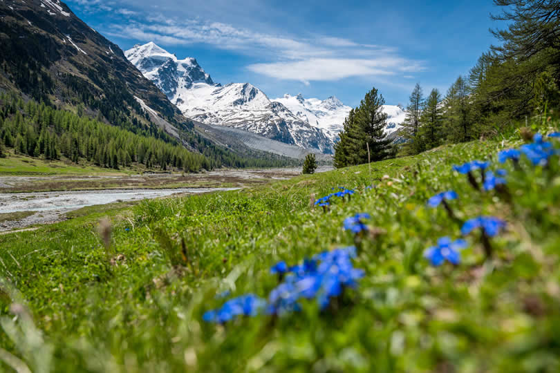 Mountain flowers Engadin canton in Switzerland