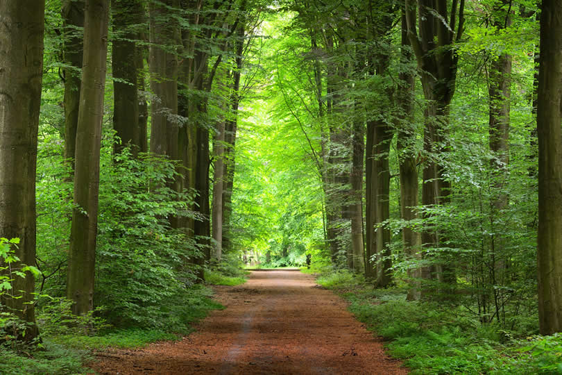 Forest near Leuven