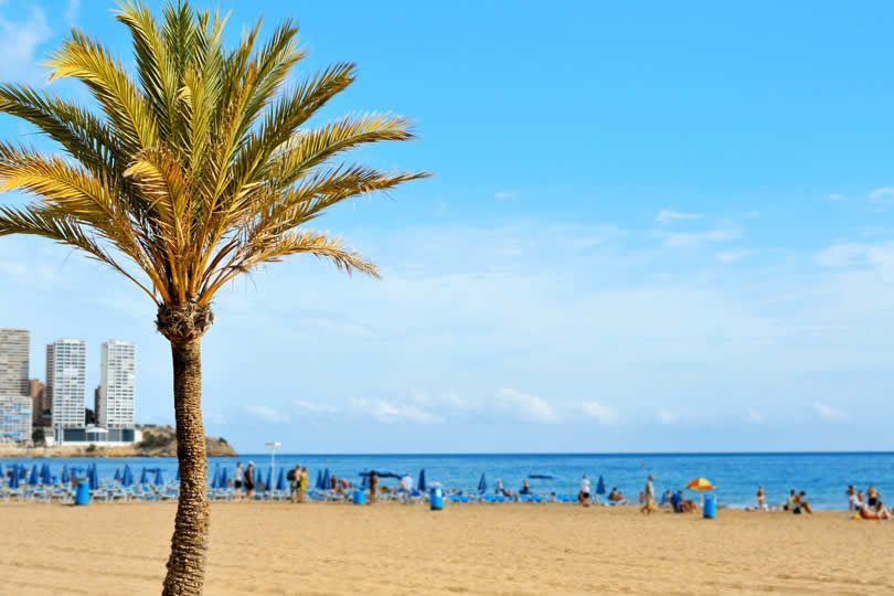 Palm tree at Levante Beach