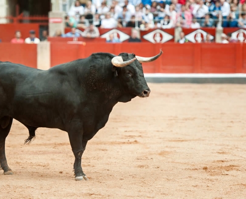 Pamplona bull in arena