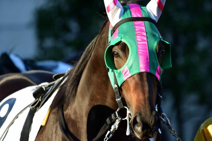 Race horse Kentucky Derby